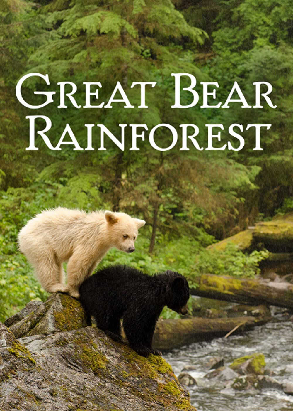 Download Great Bear Rainforest Movie | Great Bear Rainforest